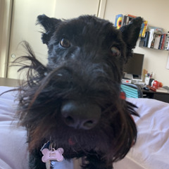 sympathy for lady vengeance