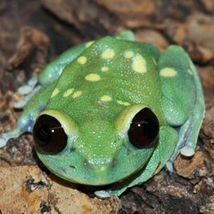 frog