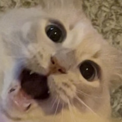 kpdiddy