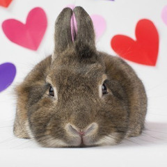 bunny lover 2