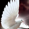 peace