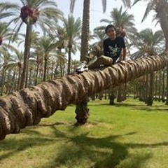 Omar Tarek