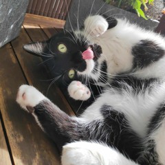 kitz