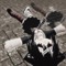 ツJuakoGD