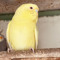 alhassani