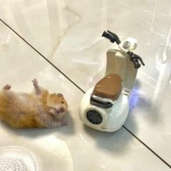 daptanconphotimsonhaanh