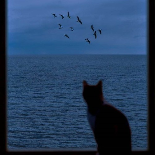 아무말도 안하는건 Cover