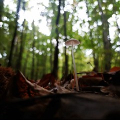 Uuwlulh / Under the Trees