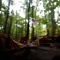 Uuwlulh / Under the Trees