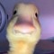 LORD_OF_THE_DUCKS