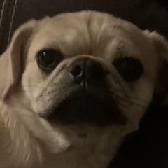 Luis Martinez [STUDENT]