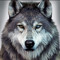 injured_Wolf