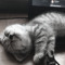 meow meow