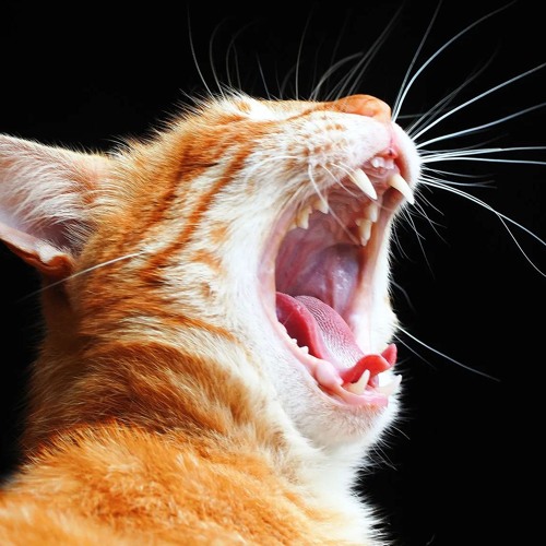 piano nonsense before i fall asleep