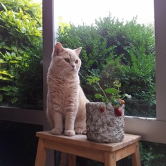 Moww