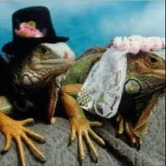 Married Iguanas