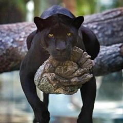 Bagheera