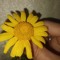 Shireen Aljamila