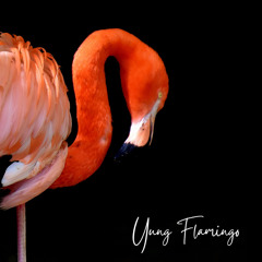 Yung Flamingo