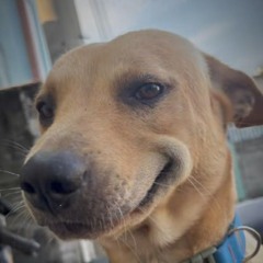 Vết Xước - Thái Hoàng