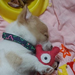 shani