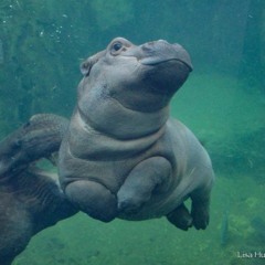 Bobo L'Hippo