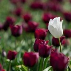 عبق الأمس يستهويني