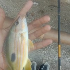 Andhika Ferdian Setiawan