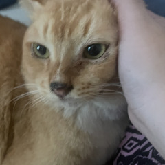 mitsu
