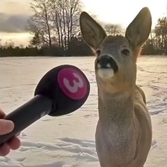 dukapsy