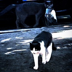 GutsFuckThroughPussy