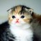 nightmare kitten