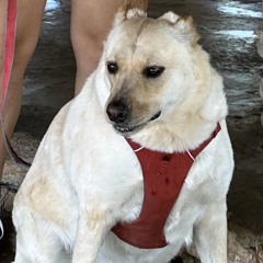 rufusdadawg