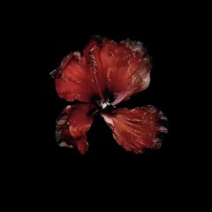 Sophie.._Zombie.xx🧟‍♀️