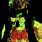 Cameryn Cadaver