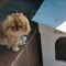 dope_dawg2006
