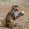 localmonkey