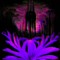 Lycoris