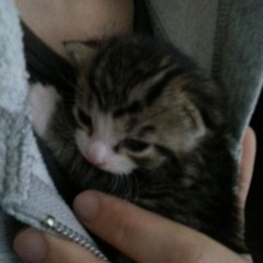 catloverr