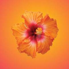 b🌺