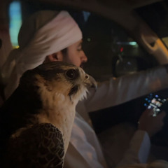 h7alshamsi