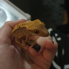 🌸🌿🦎~ 𝐥𝐢𝐳𝐚𝐫𝐝 𝐩𝐚𝐫𝐞𝐧𝐭 :𝟑 ~🦎🌿🌸