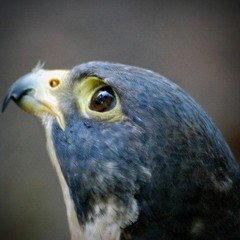 Falcon