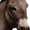 Donkey.exe