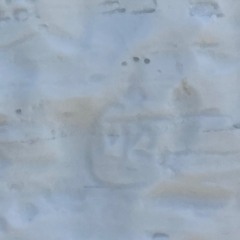 Bob