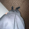 ya_goneghost