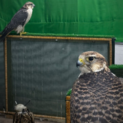 سهيل بن عوض