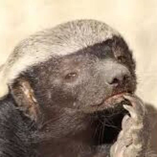 Honey Badger’s avatar