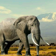 Bashemane Tshabalala