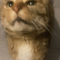angxvlicq